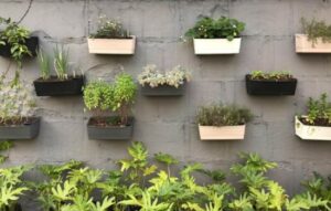 Resuelve el misterio de tus plantas