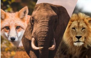 ¿Cuál es Tu Animal de Poder?